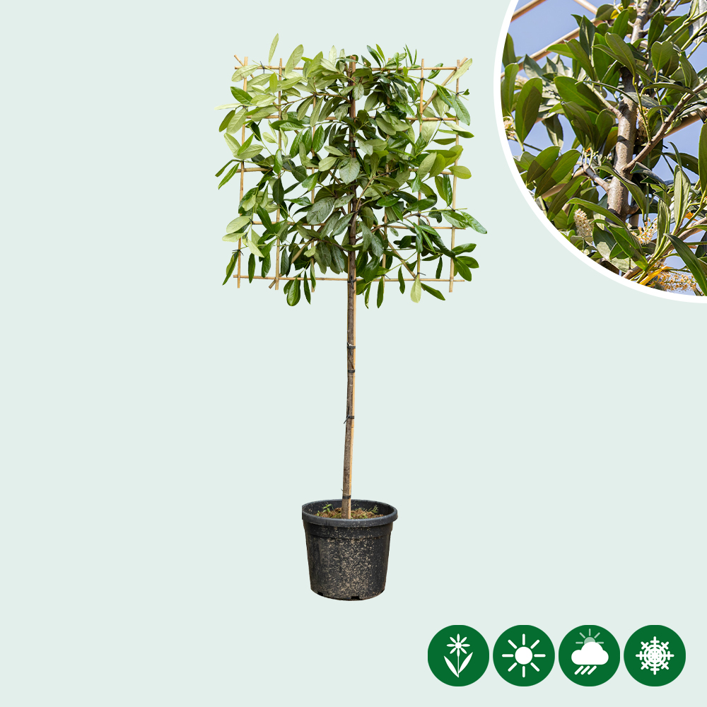 monstera wie groß werden sie Große Monstera, 90cm – Green Me Up main image 0
