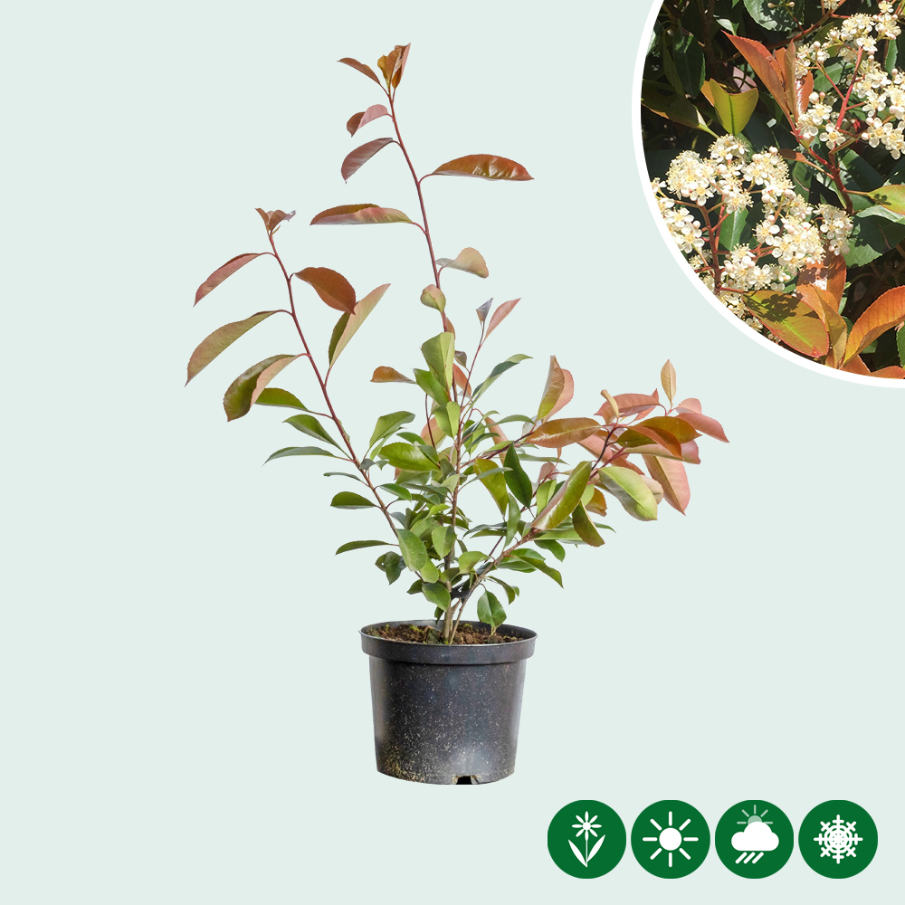 planting creepers Wall Creeper