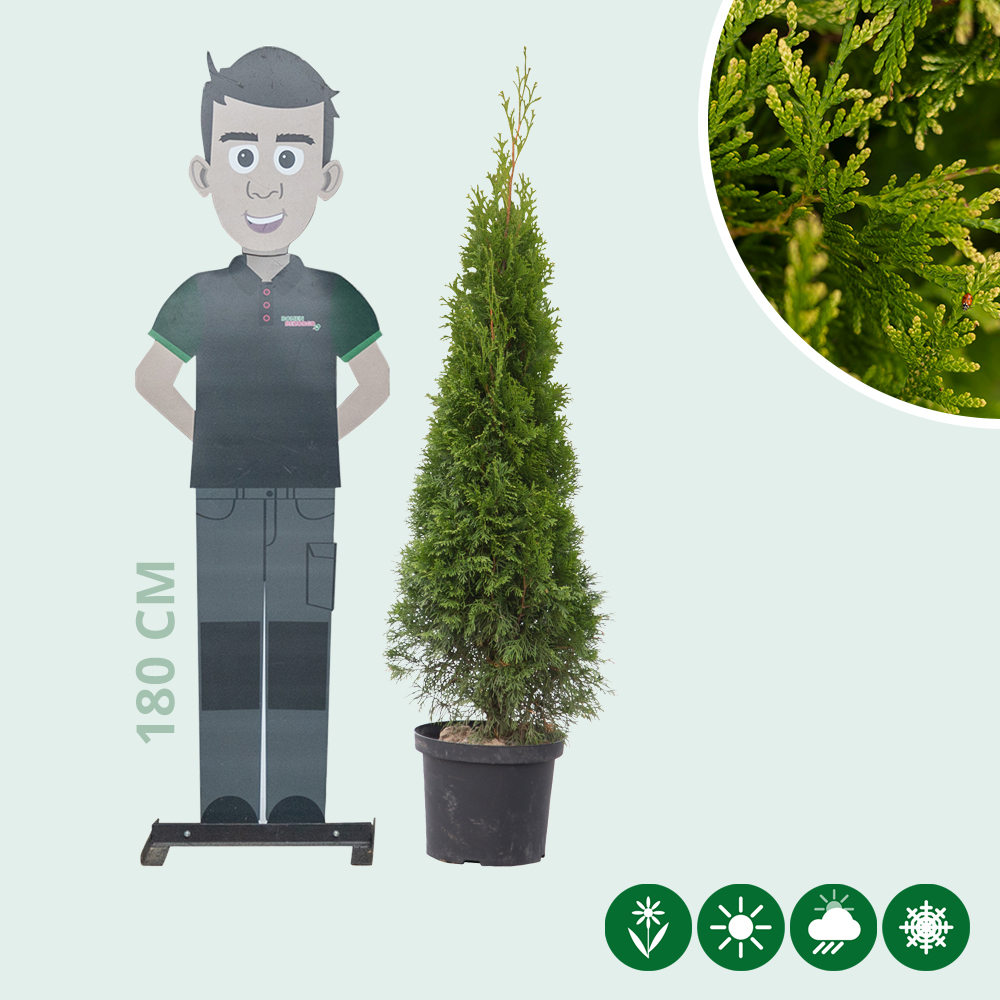 Thuja occidentalis 'Smaragd' - Baumshop