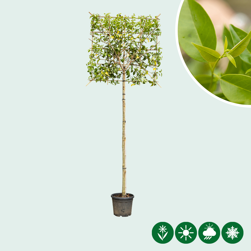 lonicera rosa Kletterpflanze Lonicera Serotina Rosa-Weiße Blüten 11cm kaufen