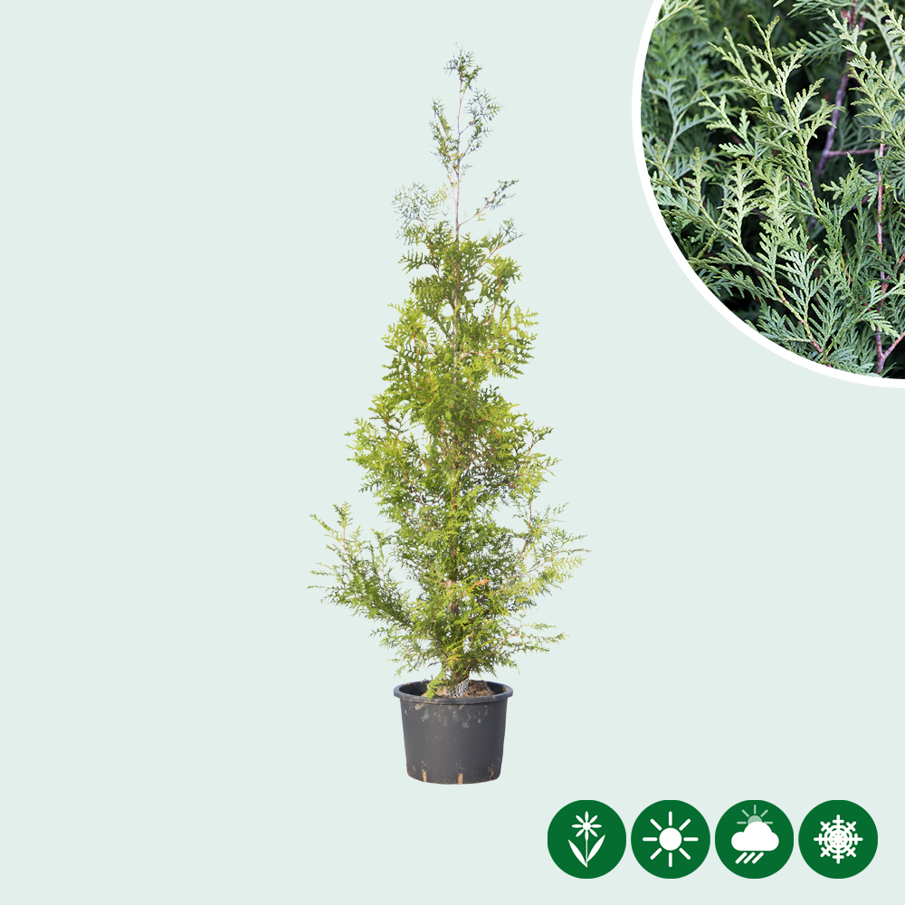 thuja antiviral Thuja Tincture – Supports Respiratory Wellness & Balance – HerbEra