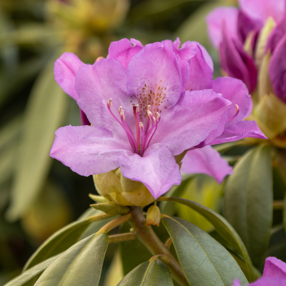 Rhododendron catawbiense 'Grandiflorum' - Baumshop