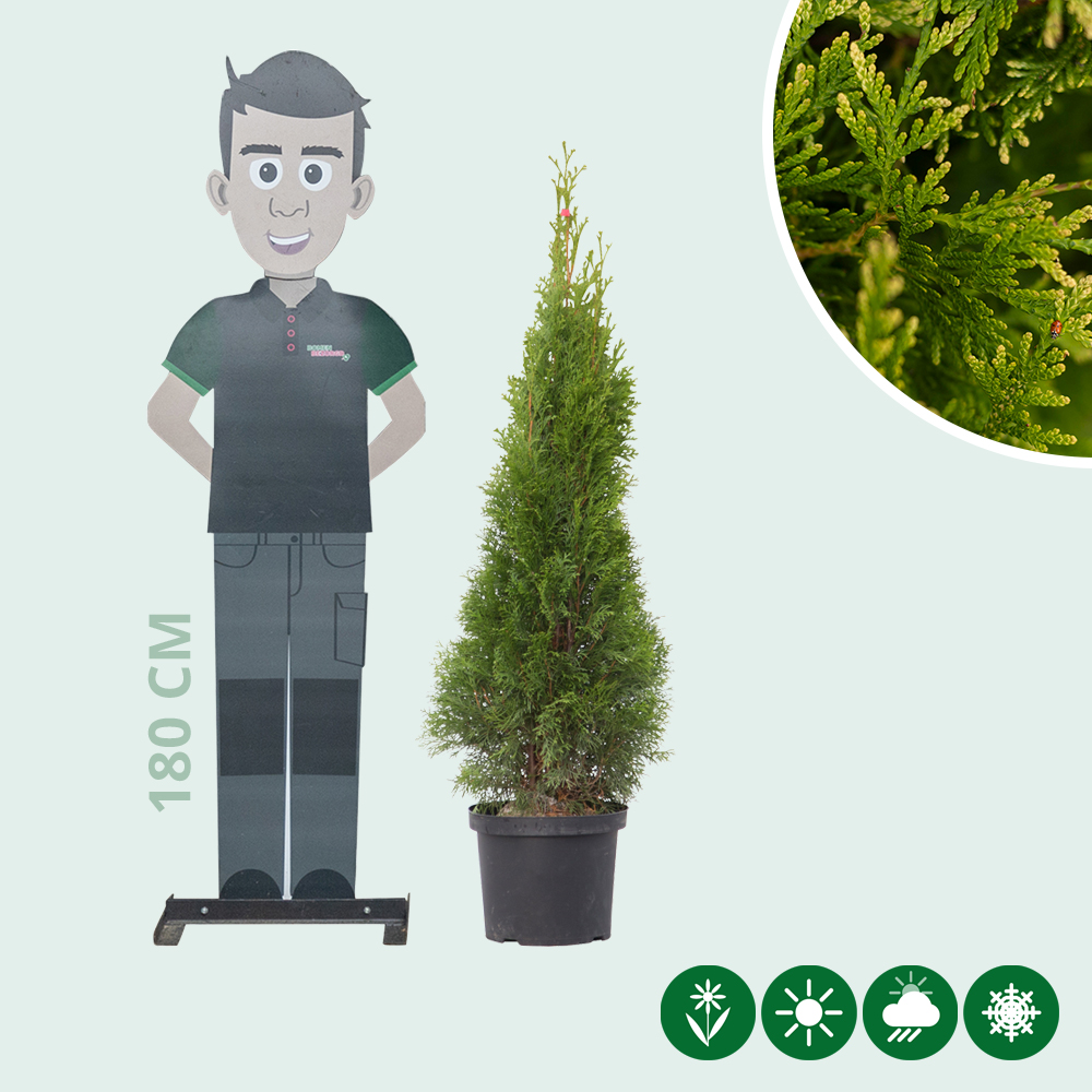 Thuja occidentalis 'Smaragd' - Baumshop