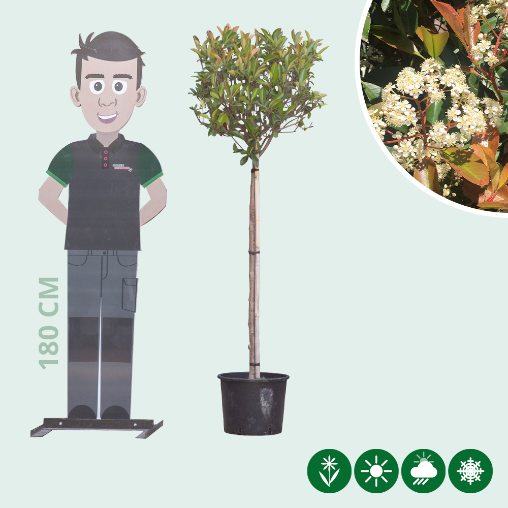 ficus tineke plant Ficus Tineke | Houseplant