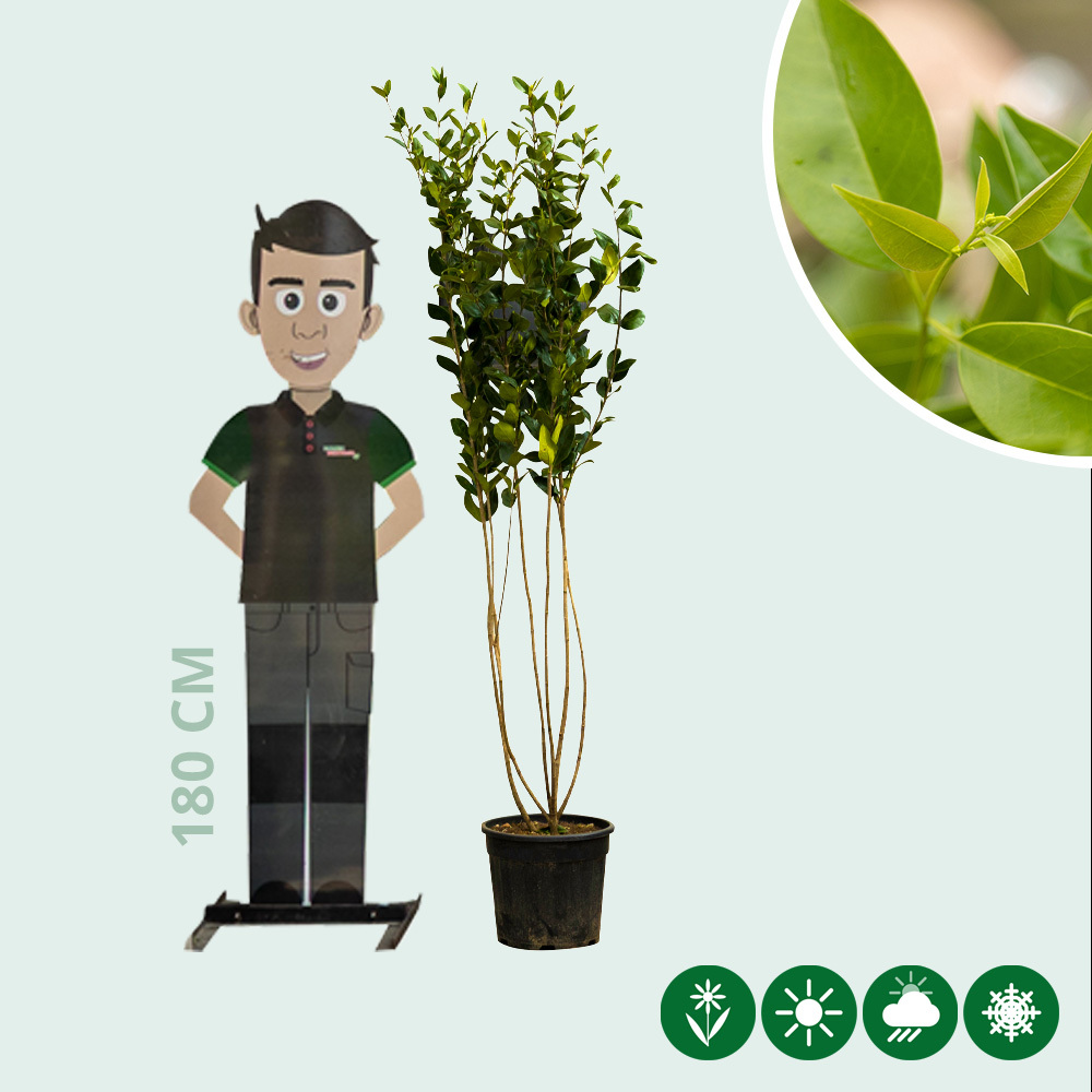 Japanischer Liguster Baum - Baumshop