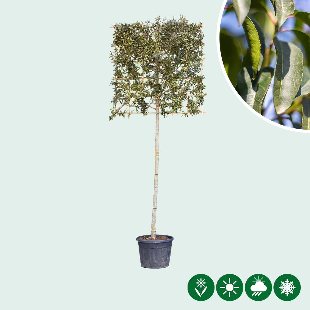 monstera deliciosa mint kaufen Monstera Jungle Mint – GrowJungle main image 0