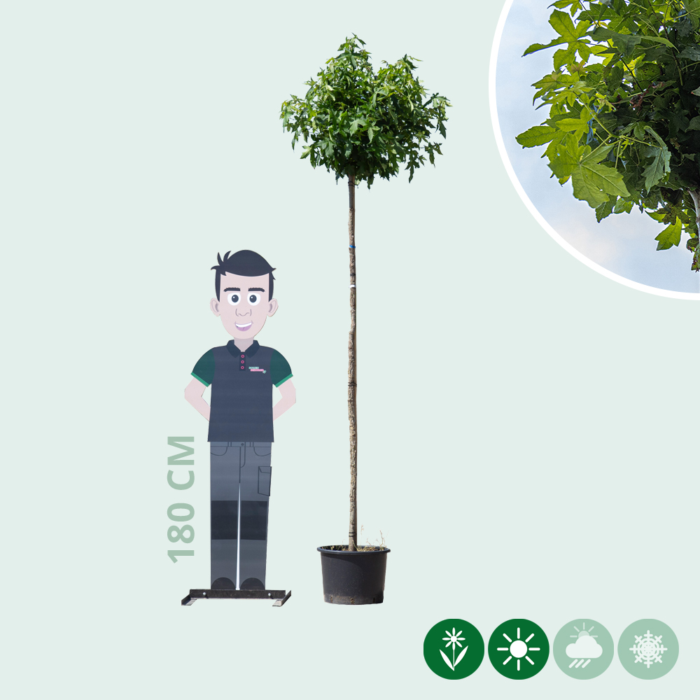 bambus dngen wie oft Bambus Dnger Flora Boost fr gesunde und prchtige Bambuspflanzen