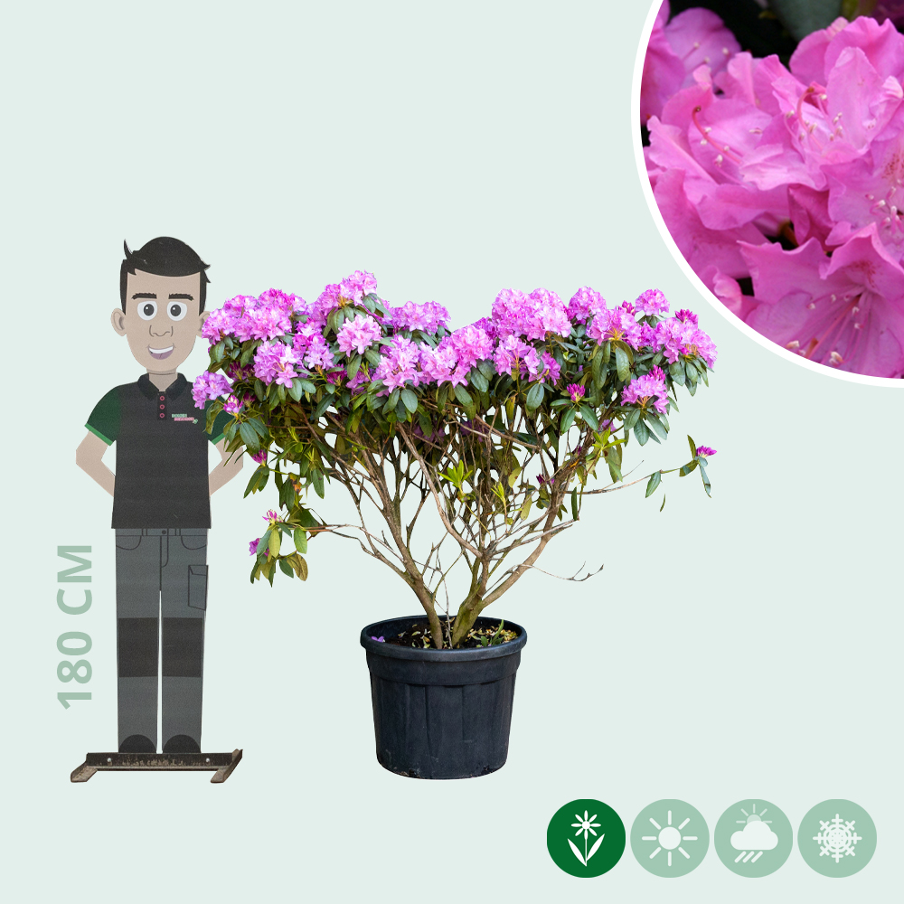 Rhododendron 'Roseum Elegans' - Baumshop