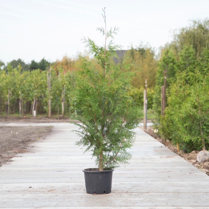 lebensbaum thuja occidentalis brabant Thuja occidentalis 'Brabant' / Lebensbaum