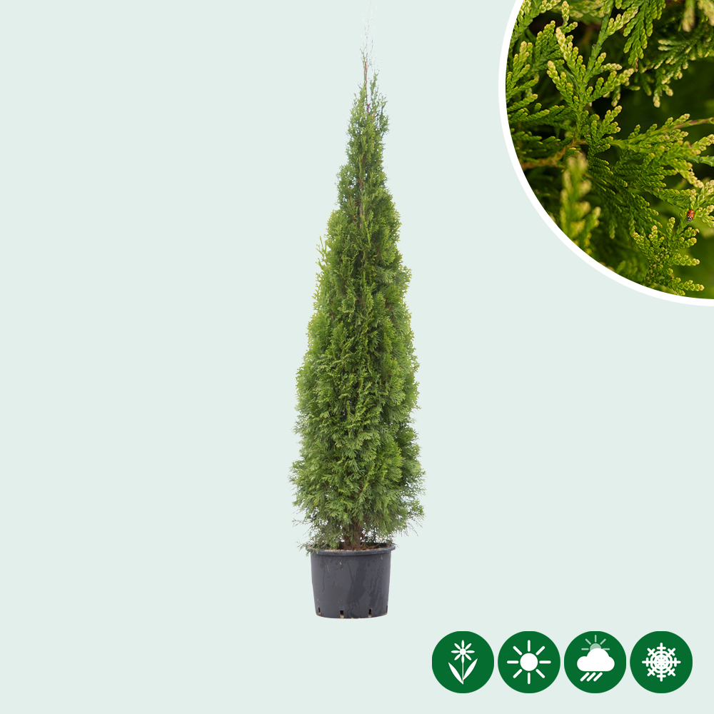 Thuja occidentalis 'Smaragd' - Baumshop