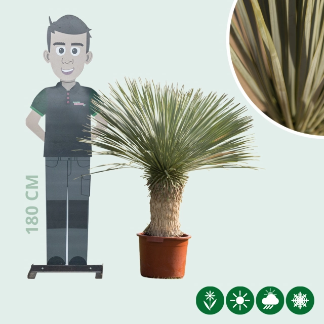 magnesium fr thuja Koniferen Dnger von Flora Boost | 200L Ergiebigkeit