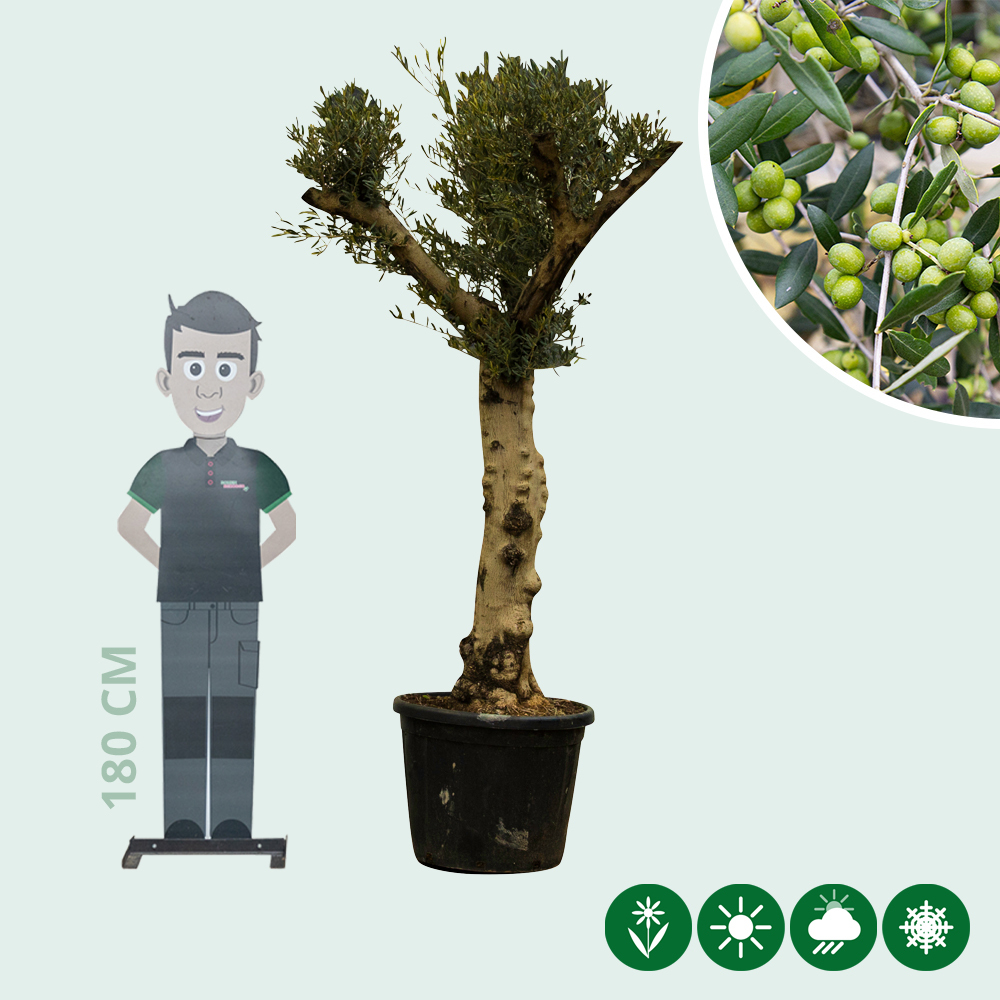 sansevieria gelb Sansevieria Star Canary – Gelbe Schwiegermutterzunge – Monjungle main image 0