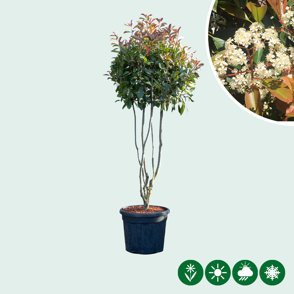 pilz glanzmispel Glanzmispel 'Red Robin' (x3) - Photinia fraseri Red Robin main image 1