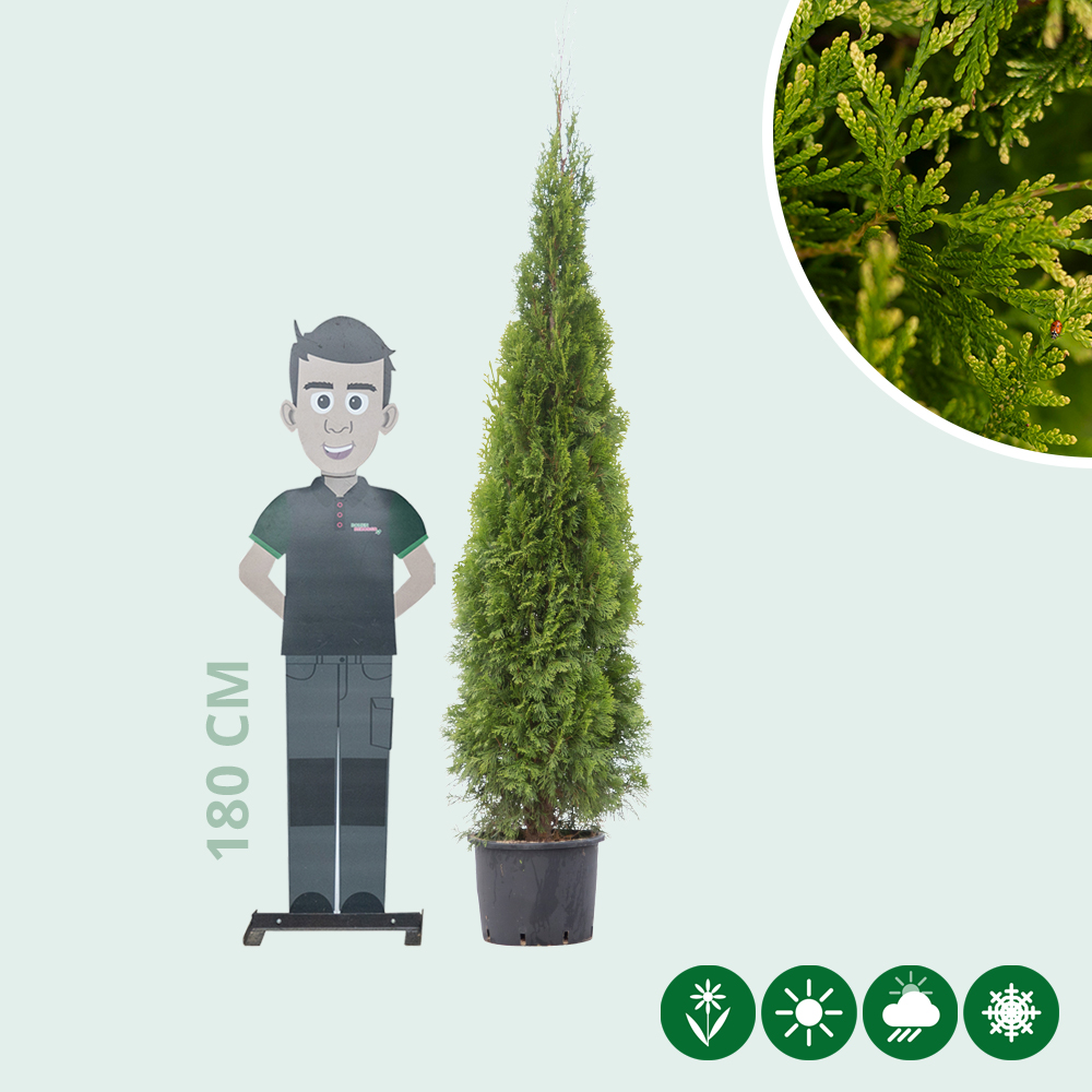 thuja d6 globuli für was Pflüger Thuja D6 Globuli Thuja occidentalis D6 Streukügelchen 10 g
