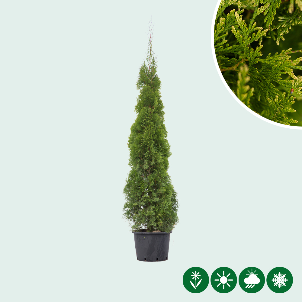 Thuja occidentalis 'Smaragd' - Baumshop