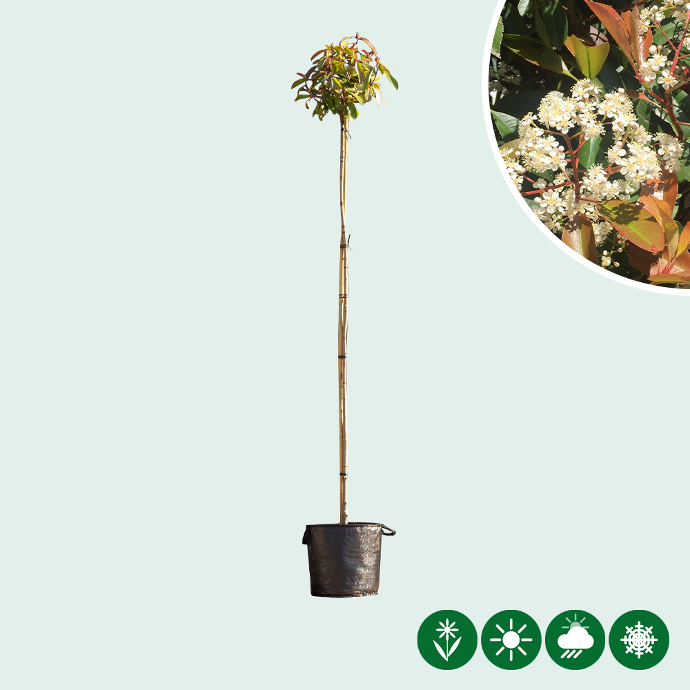 dünger für glanzmispel red robin Glanzmispel 'Red Robin' / Photinia fraseri 'Red Robin' online kaufen