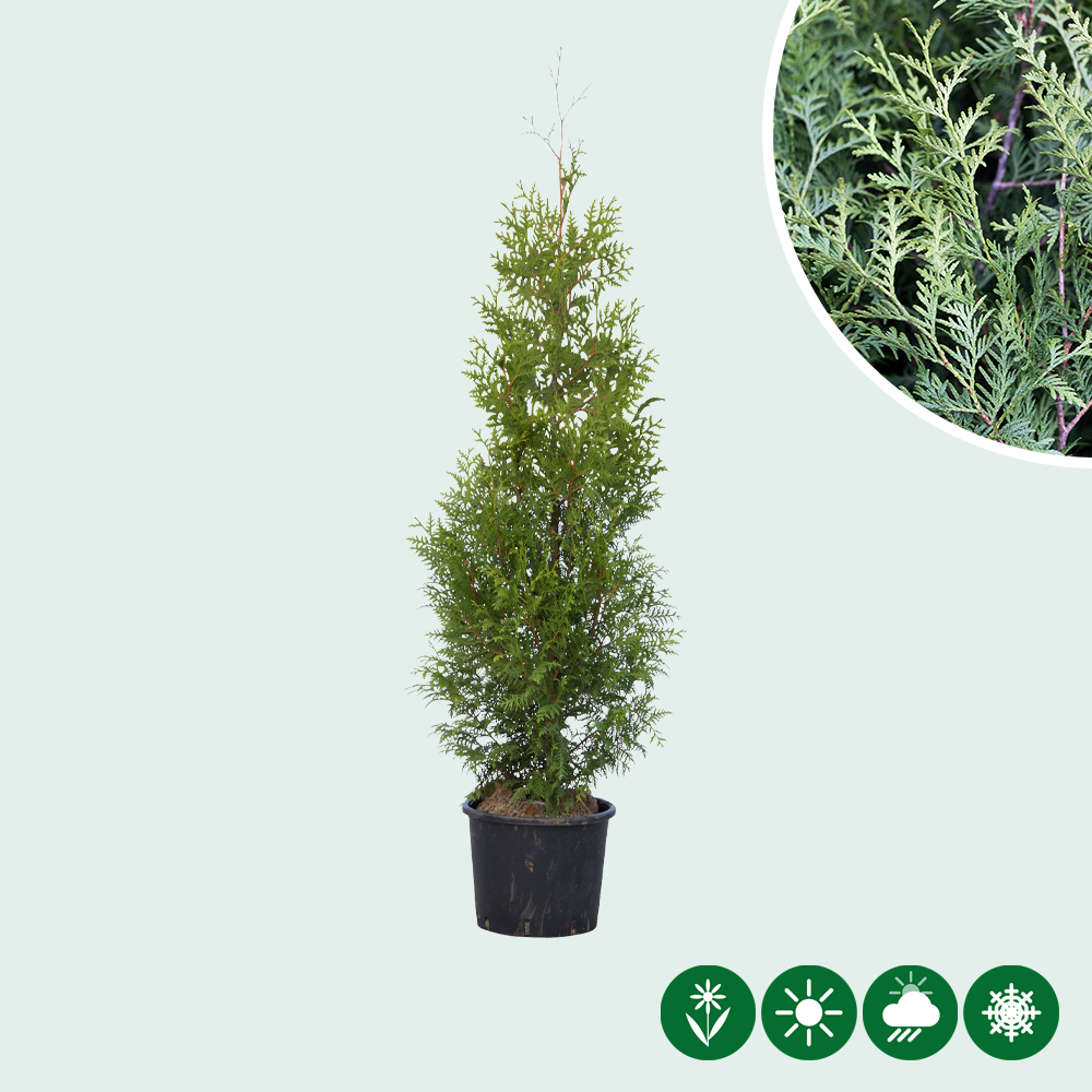 ahorn topfpflanze Japanischer Ahorn Atropurpureum - Lila - 70cm