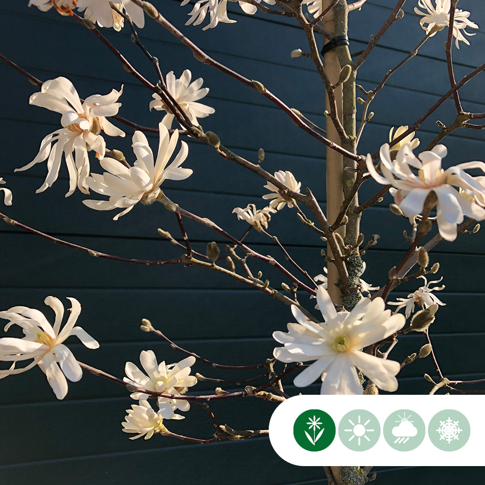 Magnolie stellata (Stern-Magnolie) - Baumshop