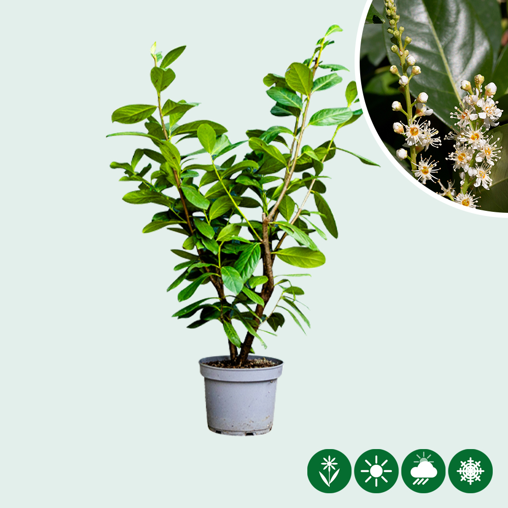 monstera adansonii mint dehner 4