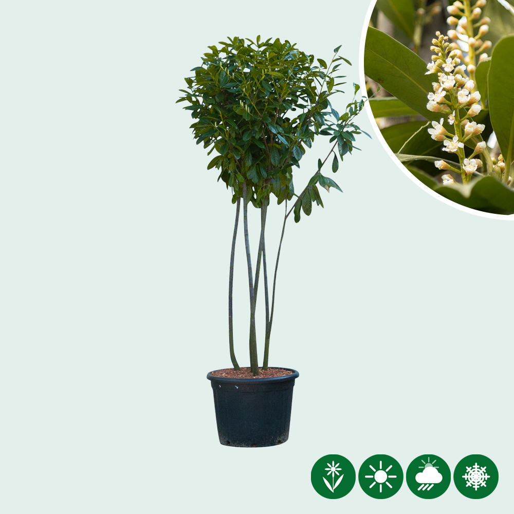 monstera acacoyaguensis Monstera Acacoyaguensis