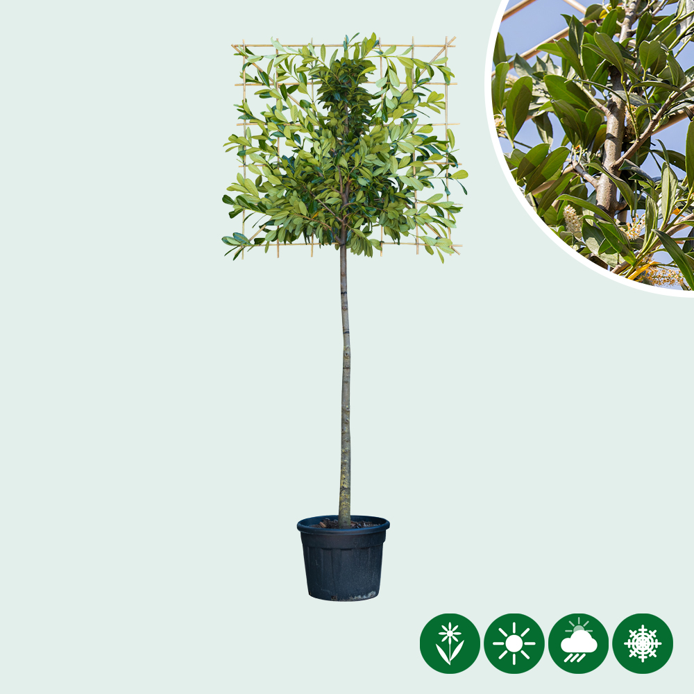 luftmatratze monstera Das AIRY System M mit Monstera (Fensterblatt)