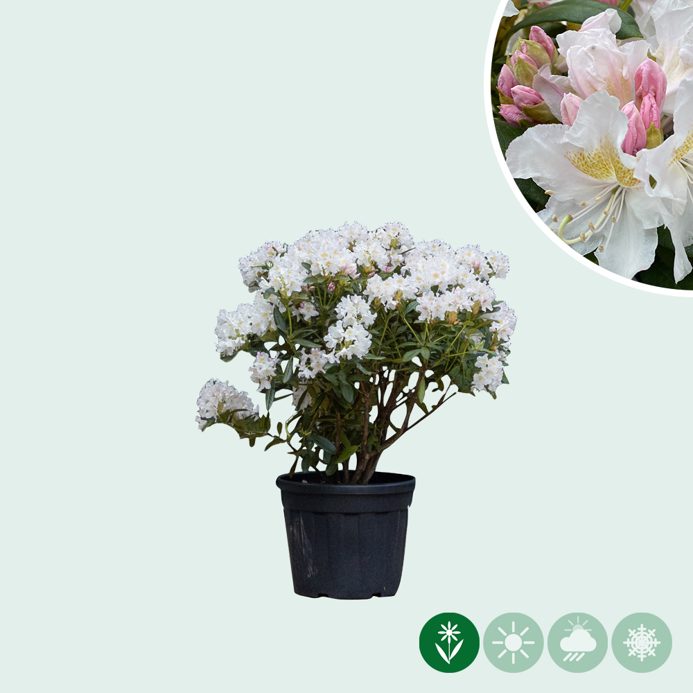 wie dnge ich rhododendron Rhododendron Dnger flssig 500 ml