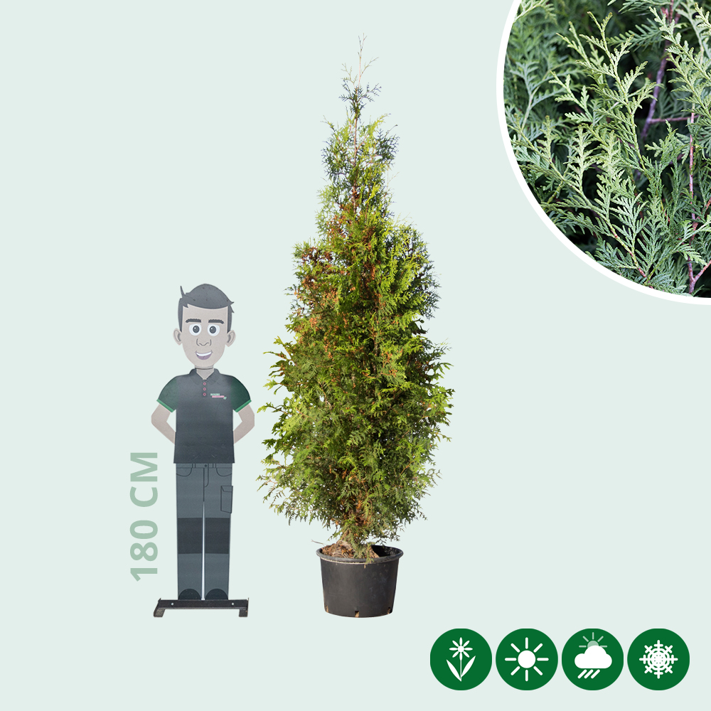 Thuja occidentalis Brabant - Baumshop