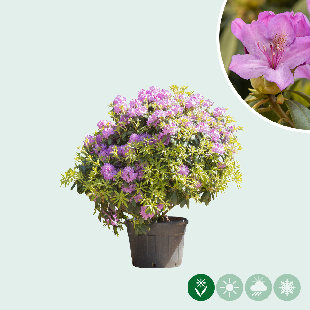 rhododendron sunfire Alpenrose Sun Fire kaufen main image 1