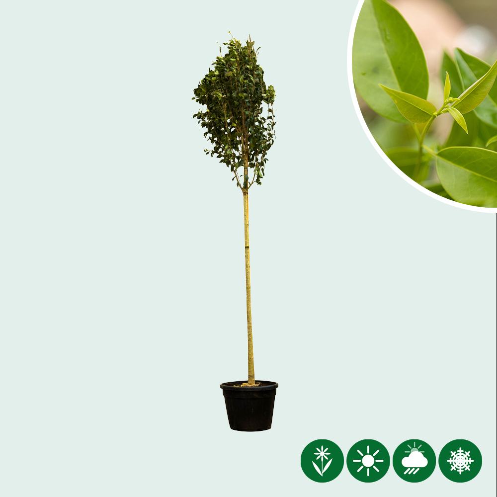Japanischer Liguster Baum - Baumshop