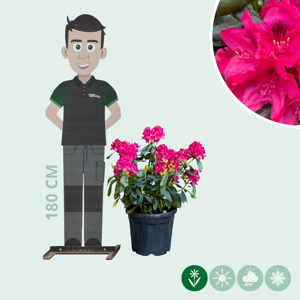 Rhododendron 'Nova Zembla' - Baumshop