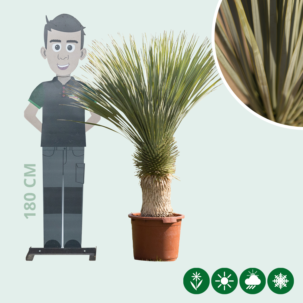Palmlilie Yucca - Baumshop