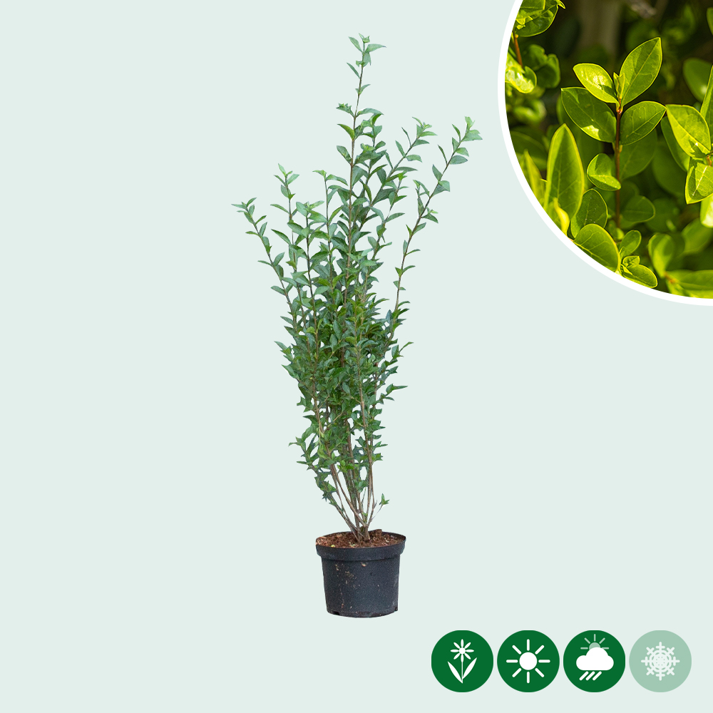 Ligusterhecke - Baumshop