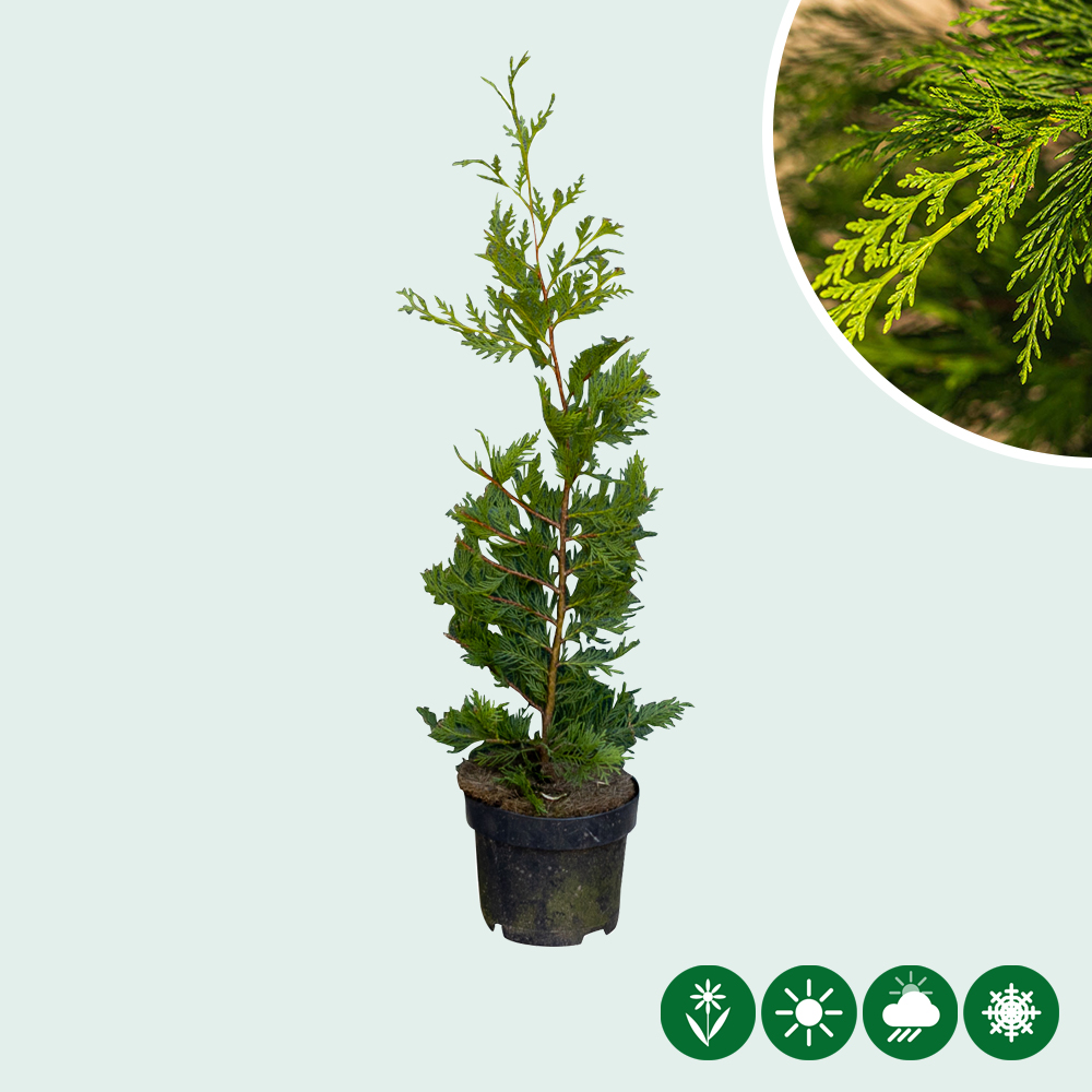 Leyland Zypresse (Cupressocyparis leylandii) - Baumshop