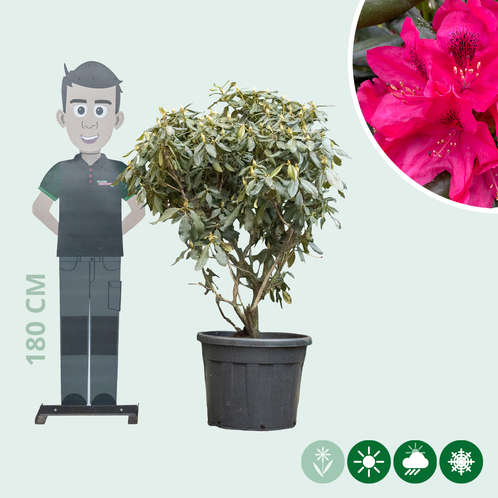 Rhododendron 'Nova Zembla' - Baumshop