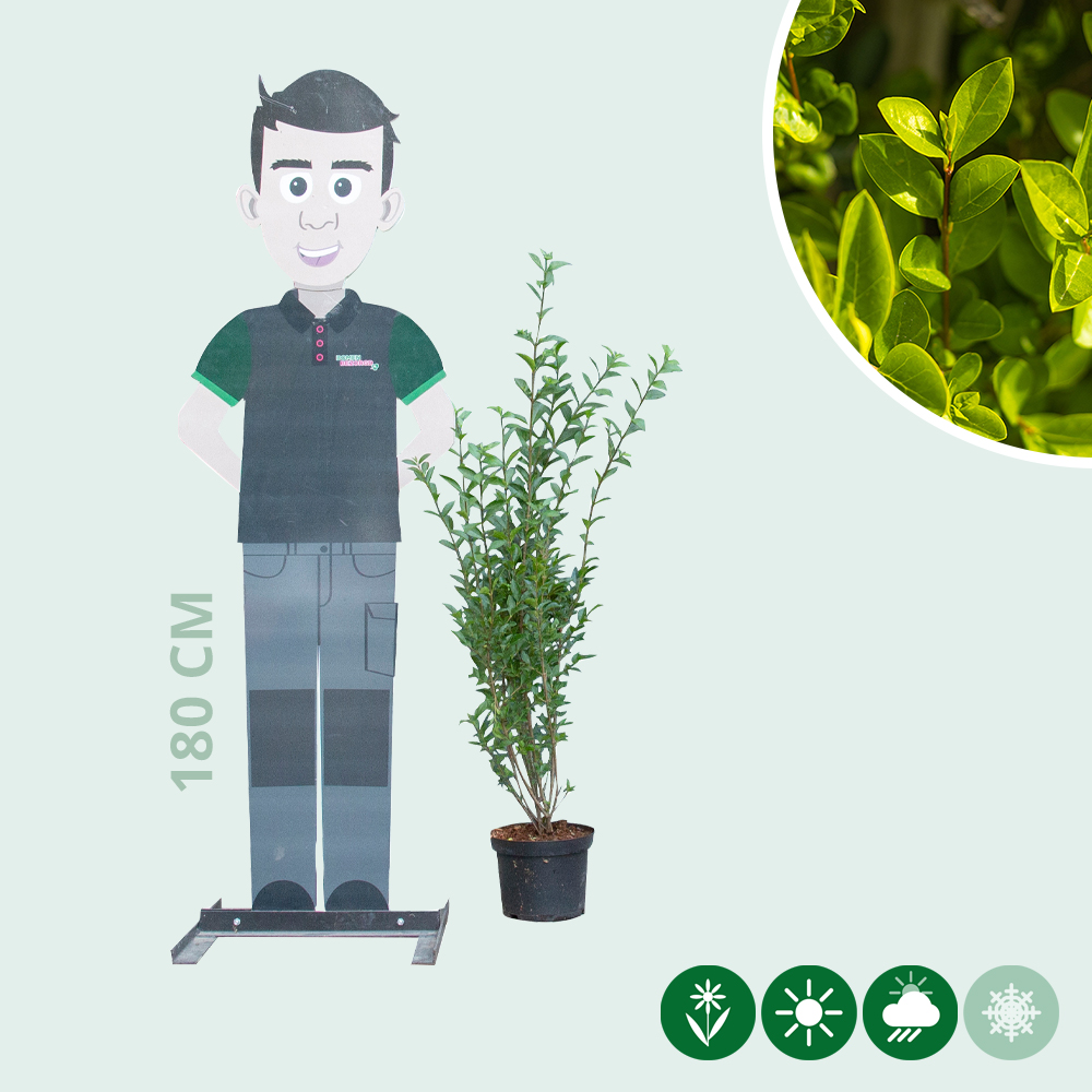 Ligusterhecke - Baumshop