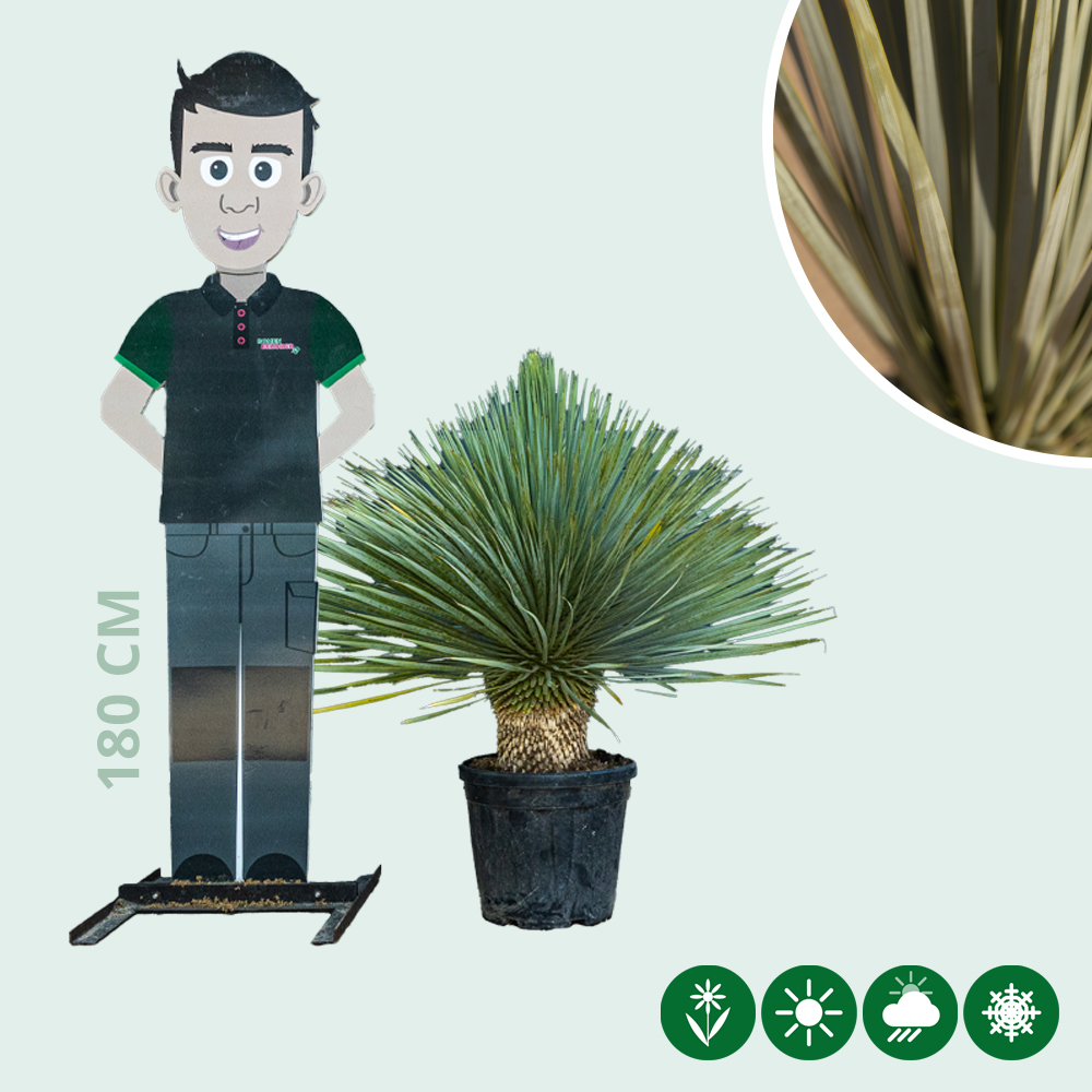 huge snake plant Snake Plant Moonshine | Indoor Plant | Tropical Plant | Potted Plant