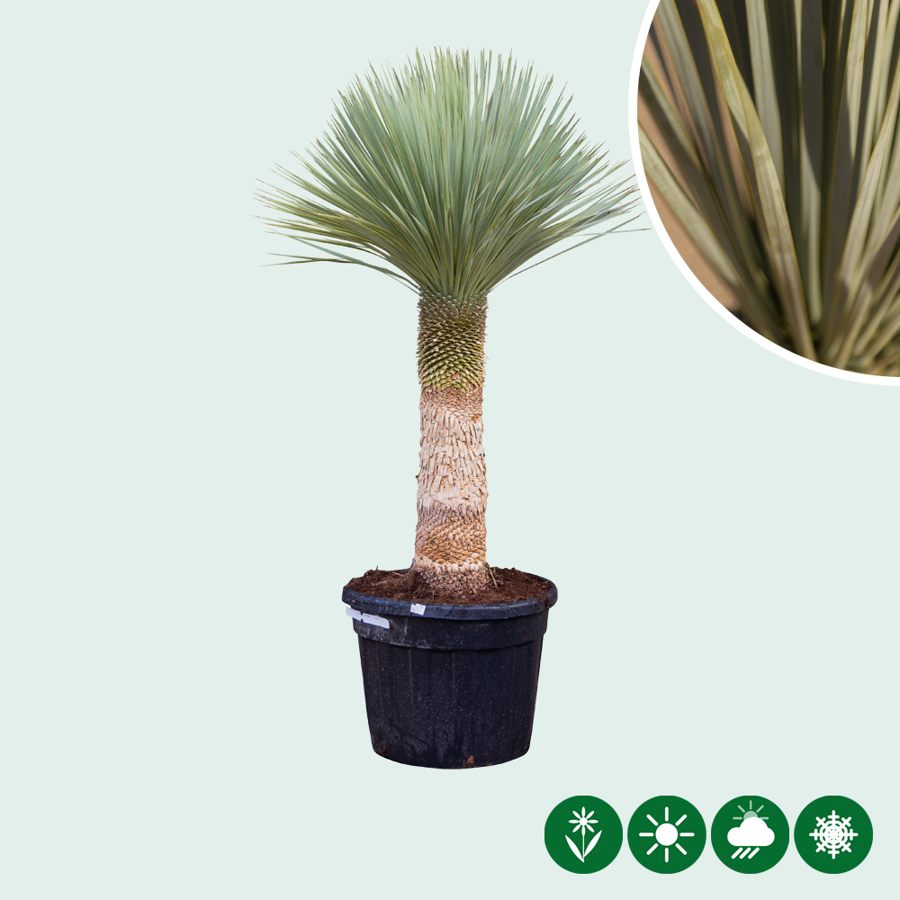 Palmlilie Yucca - Baumshop
