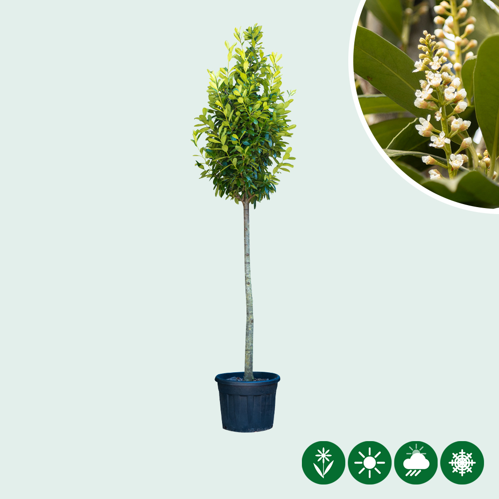 philodendron hellgrüne blätter Tipps zur Pflege deiner Pflanze : Philodendron scandens Brasil –  PflanzenFuerAlle main image 0