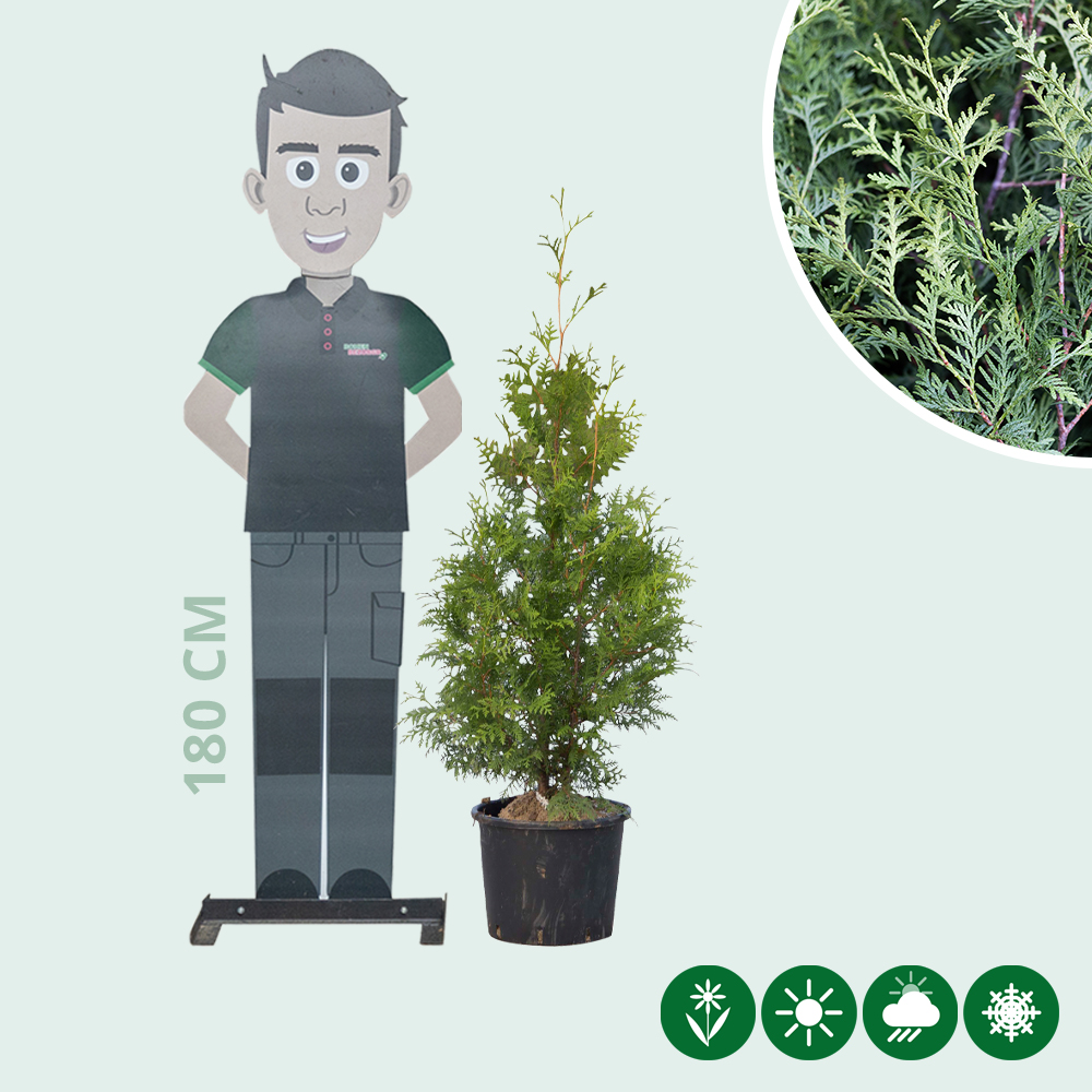 Thuja occidentalis Brabant - Baumshop