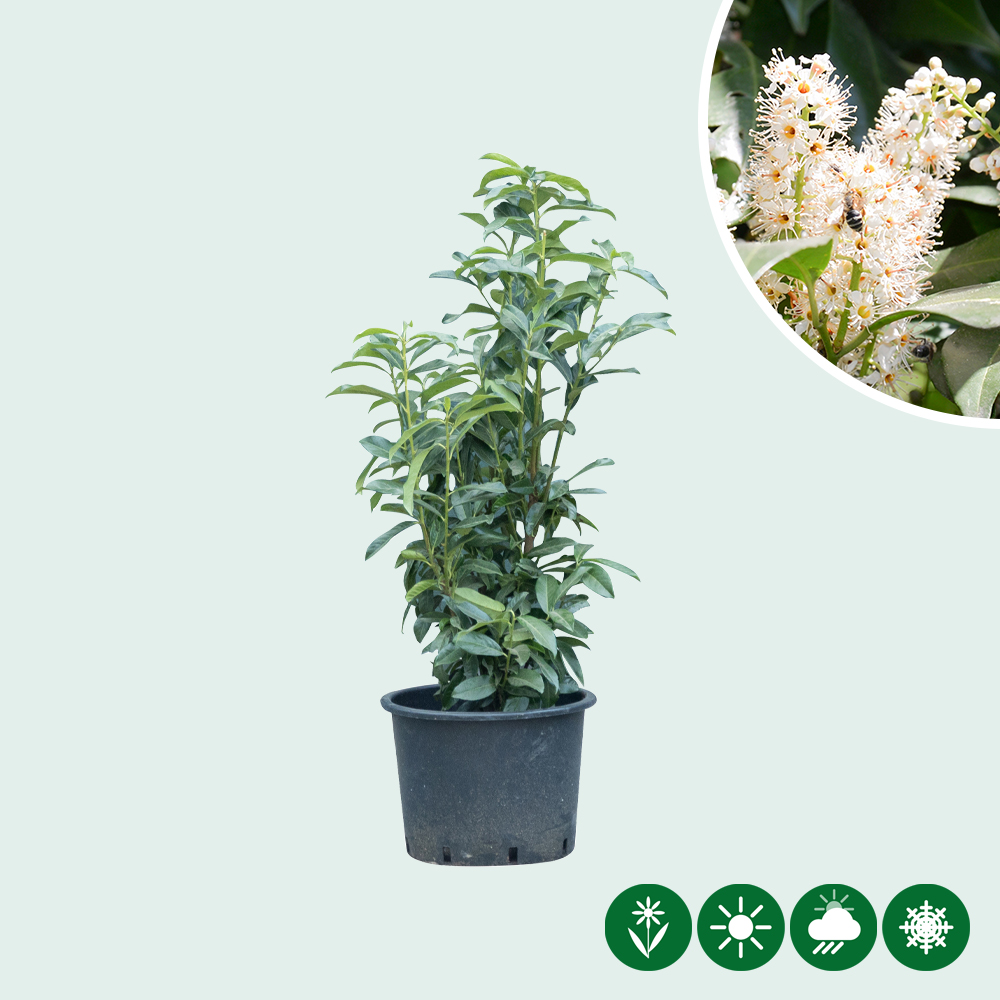 kirschlorbeer preisvergleich Portugiesischer Kirschlorbeer (Prunus lusitanica 'Angustifolia') | 140 cm  Fertighecke