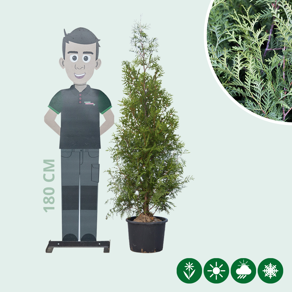 Thuja occidentalis Brabant - Baumshop
