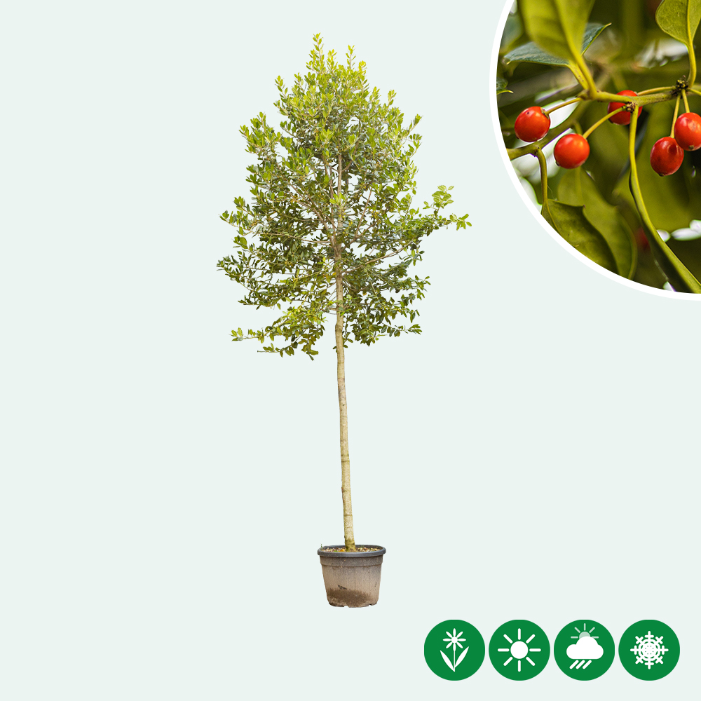 zimmerpflanze feige Große chinesische Feige kaufen – Green Me Up main image 0