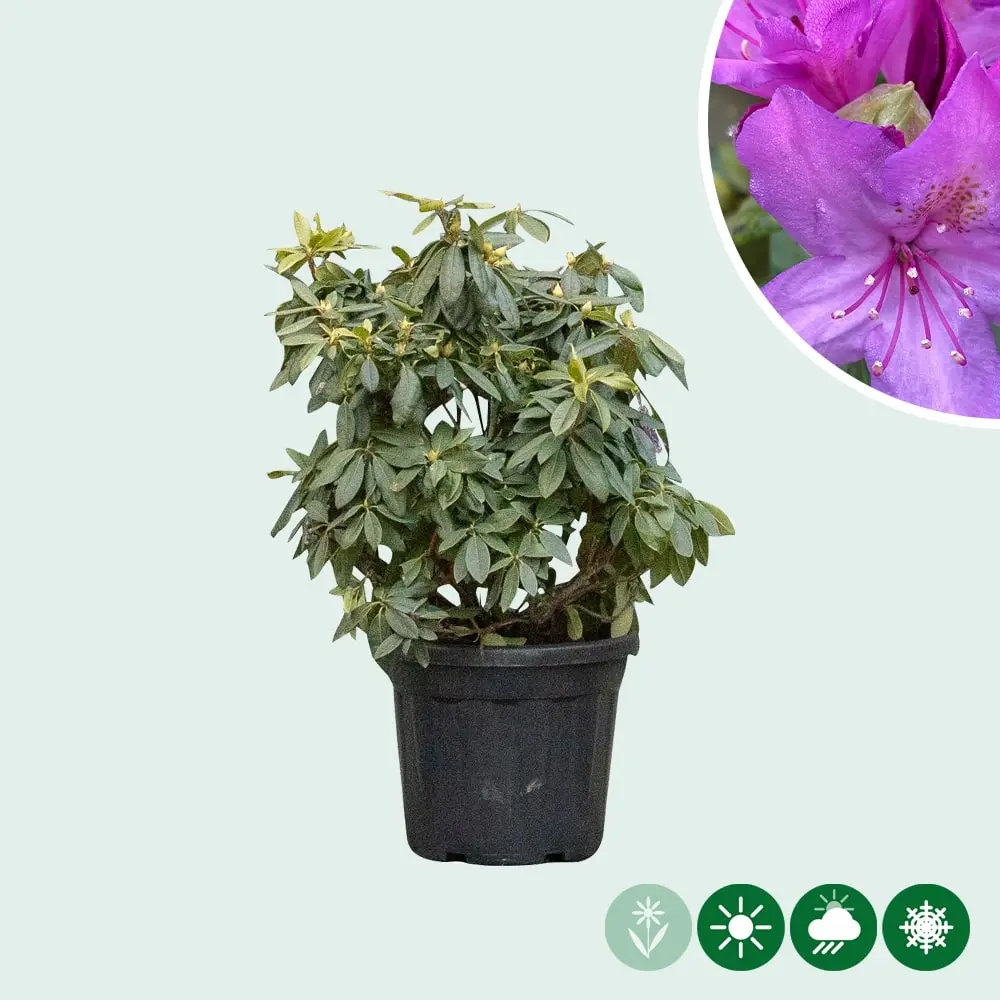 thuja orientalis extract Thuja orientalis Morgan 6gal