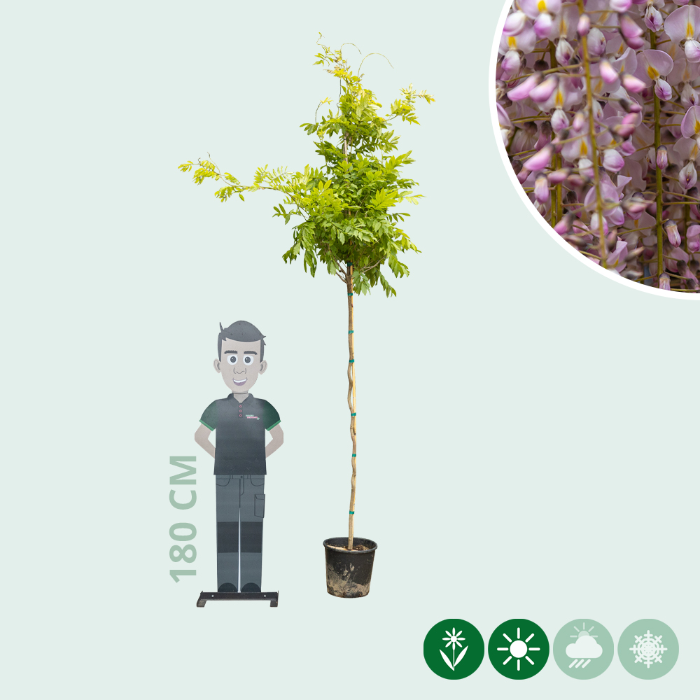 bonsai werkzeug obi Bonsai Werkzeug-Set Profi 4-teilig aus Stahl mit praktischer Aufbewahr –  HappySeed main image 1