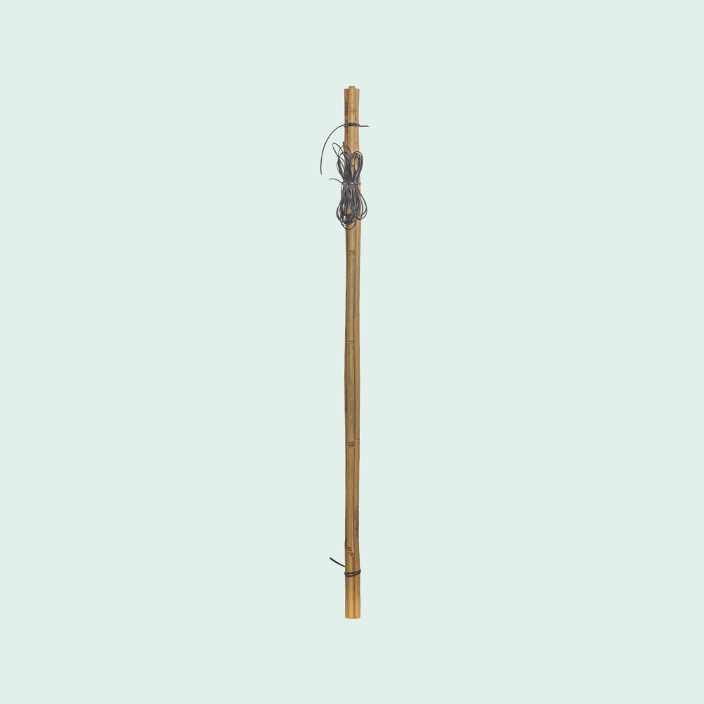 Stechpalme Spalier - Baumshop